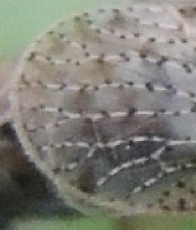 Cixiinae